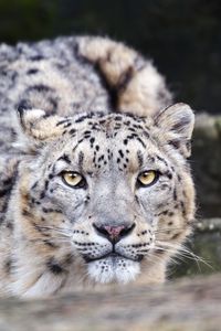 Preview wallpaper leopard, eyes, predator, animal, wildlife, blur