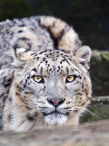 Preview wallpaper leopard, eyes, predator, animal, wildlife, blur