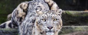 Preview wallpaper leopard, eyes, predator, animal, wildlife, blur