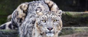 Preview wallpaper leopard, eyes, predator, animal, wildlife, blur