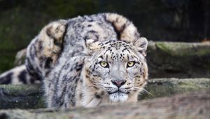 Preview wallpaper leopard, eyes, predator, animal, wildlife, blur