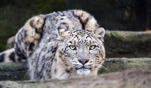 Preview wallpaper leopard, eyes, predator, animal, wildlife, blur