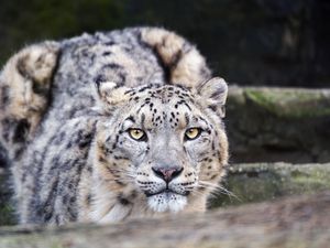 Preview wallpaper leopard, eyes, predator, animal, wildlife, blur