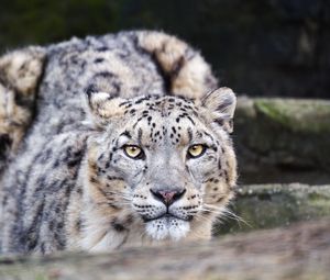 Preview wallpaper leopard, eyes, predator, animal, wildlife, blur