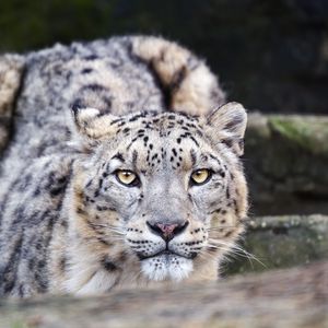 Preview wallpaper leopard, eyes, predator, animal, wildlife, blur