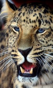 Preview wallpaper leopard, face, aggression, look, predator