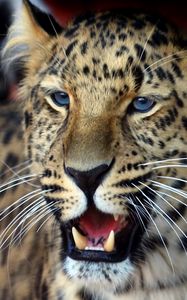 Preview wallpaper leopard, face, aggression, look, predator