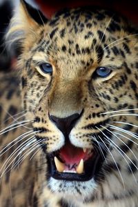 Preview wallpaper leopard, face, aggression, look, predator