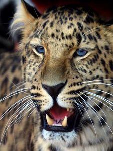 Preview wallpaper leopard, face, aggression, look, predator