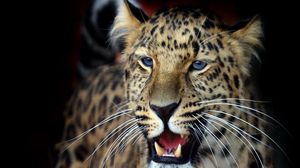 Preview wallpaper leopard, face, aggression, look, predator