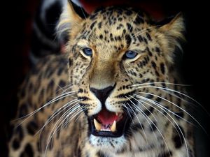 Preview wallpaper leopard, face, aggression, look, predator