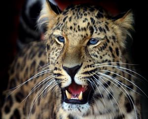 Preview wallpaper leopard, face, aggression, look, predator