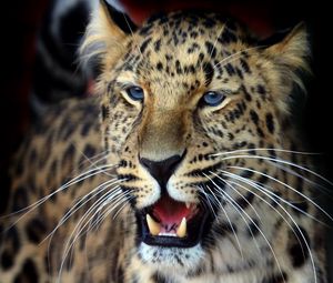 Preview wallpaper leopard, face, aggression, look, predator