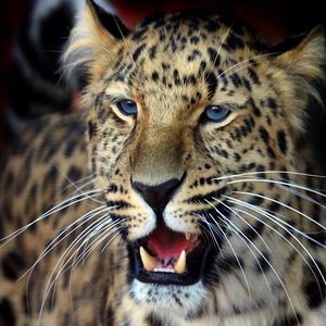 Preview wallpaper leopard, face, aggression, look, predator