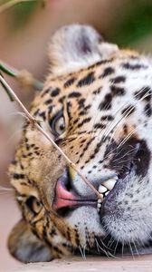 Preview wallpaper leopard, face, aggression, teeth