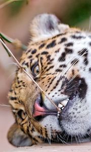 Preview wallpaper leopard, face, aggression, teeth