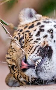 Preview wallpaper leopard, face, aggression, teeth