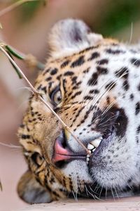 Preview wallpaper leopard, face, aggression, teeth