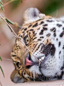 Preview wallpaper leopard, face, aggression, teeth