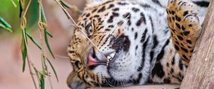 Preview wallpaper leopard, face, aggression, teeth