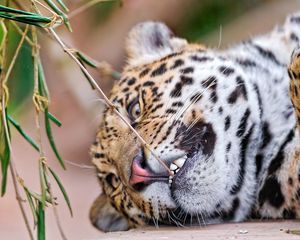 Preview wallpaper leopard, face, aggression, teeth