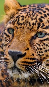 Preview wallpaper leopard, face, big cat, predator, eyes