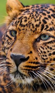 Preview wallpaper leopard, face, big cat, predator, eyes