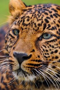 Preview wallpaper leopard, face, big cat, predator, eyes