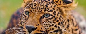 Preview wallpaper leopard, face, big cat, predator, eyes