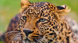 Preview wallpaper leopard, face, big cat, predator, eyes