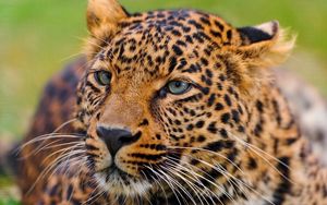 Preview wallpaper leopard, face, big cat, predator, eyes