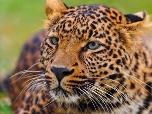 Preview wallpaper leopard, face, big cat, predator, eyes