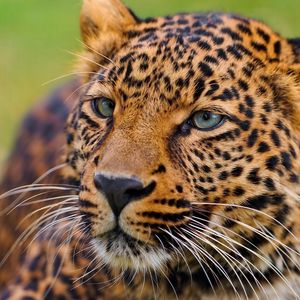 Preview wallpaper leopard, face, big cat, predator, eyes