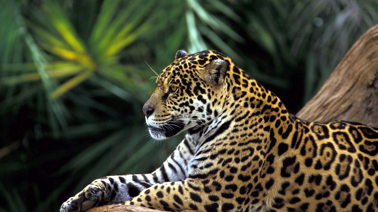 Wallpaper leopard, face, big cat, predator