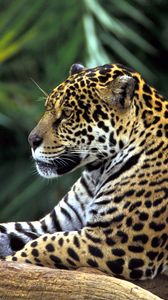 Preview wallpaper leopard, face, big cat, predator