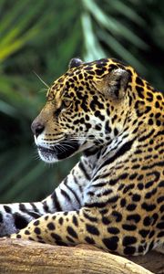 Preview wallpaper leopard, face, big cat, predator