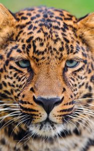 Preview wallpaper leopard, face, big cat, carnivore, color, sad, sight