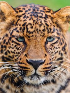 Preview wallpaper leopard, face, big cat, carnivore, color, sad, sight