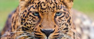 Preview wallpaper leopard, face, big cat, carnivore, color, sad, sight