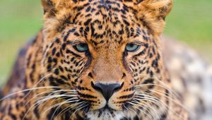 Preview wallpaper leopard, face, big cat, carnivore, color, sad, sight