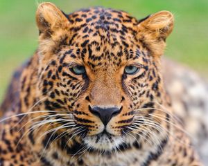 Preview wallpaper leopard, face, big cat, carnivore, color, sad, sight