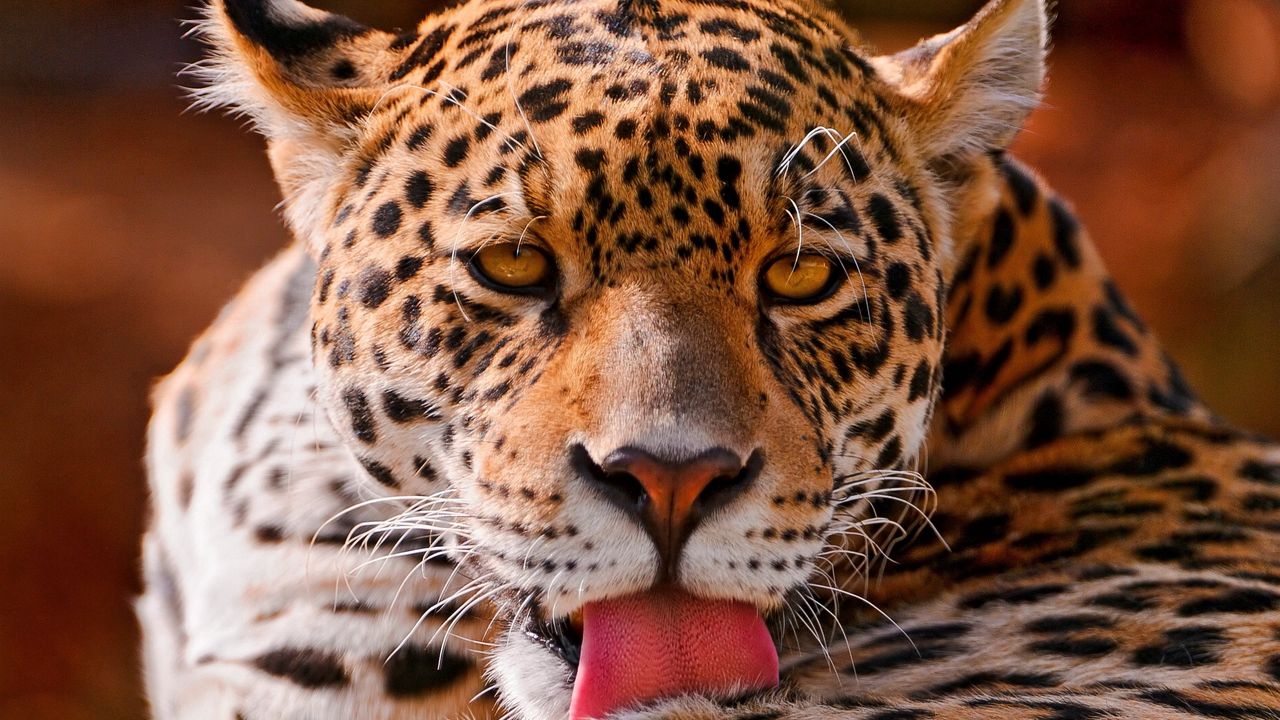 Wallpaper leopard, face, close-up, big cat