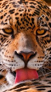 Preview wallpaper leopard, face, close-up, big cat