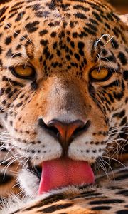 Preview wallpaper leopard, face, close-up, big cat