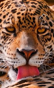 Preview wallpaper leopard, face, close-up, big cat