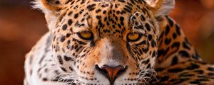 Preview wallpaper leopard, face, close-up, big cat