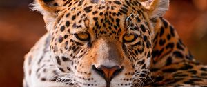 Preview wallpaper leopard, face, close-up, big cat