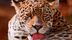 Preview wallpaper leopard, face, close-up, big cat