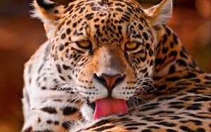 Preview wallpaper leopard, face, close-up, big cat