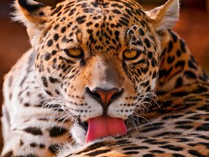 Preview wallpaper leopard, face, close-up, big cat